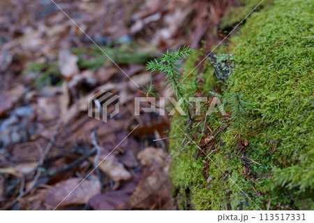 倒木更新 113517331