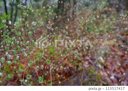 芽吹き 芽吹き 113517417