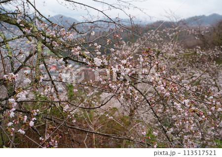 サクラの花 113517521
