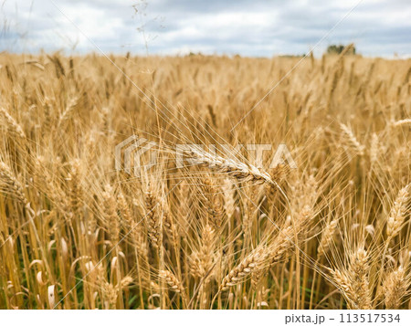 Ears of wheat, ready for harvest, growing in a farmer's field Ears of wheat, ready for harvest, growing in a farmer's field 113517534