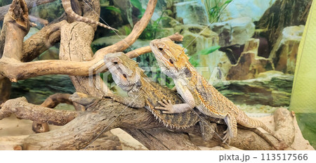 Two brown lizards of the Agamaceae family are sitting in a terrarium on dry branches. 113517566