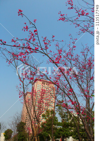 景色 風景 花 113517749