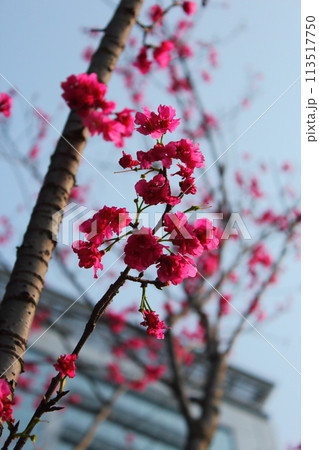 花 フラワー お花 113517750