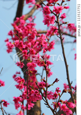 花 フラワー お花 113517751