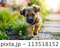 A small brown dog is standing confidently on top of a concrete sidewalk. 113518152