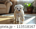 A small white dog is standing on top of a hard wood floor, displaying its adorable presence. 113518167