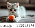 An adorable kitten happily engages with an orange ball on the floor. 113518176