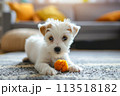 A small white dog is actively chewing on an orange toy. 113518182