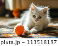 A cute white kitten is joyfully playing with an orange ball, captured in a delightful moment of feline entertainment. 113518187