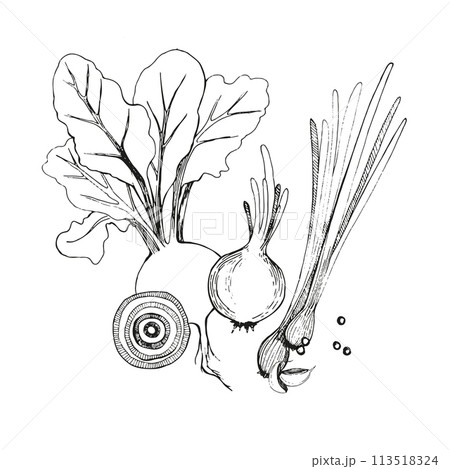Vector illustration. Beets with tops, onions, green onions, garlic, peppercorns are drawn in vector. Suitable for printing on fabric and paper, product packaging, design. 113518324