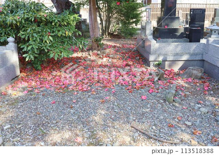 ツバキの花,落ちた花 113518388