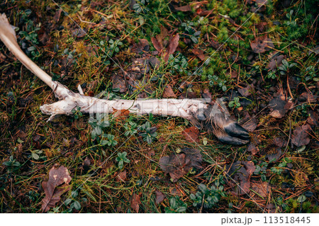 Found Deer Leg Found in Forest. Deer Hind Leg Discovered in Woods. 113518445