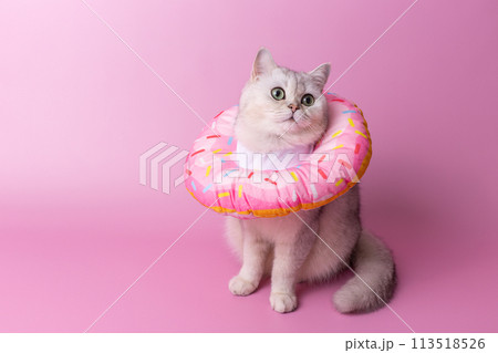 A white cat in a round soft protective collar made of fabric, in the form of a pink donut 113518526