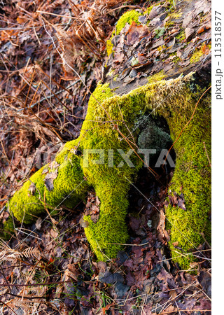 stump in forest covered with moss, brown leaves stump in forest covered with moss, brown leaves 113518577