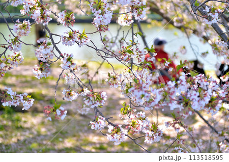 東京　都立水元公園のサクラの風景 113518595