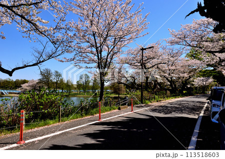 東京　都立水元公園のサクラの風景 113518603