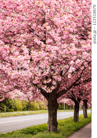 Sakura Alley. Blooming rose trees in the park. Spring Nature 113518670