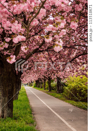 Sakura Alley. Blooming rose trees in the park. Spring Nature 113518671