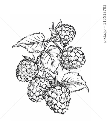 Black and white illustration of a branch of raspberries with leaves 113518703