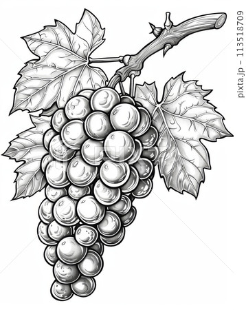 Detailed black and white line drawing of a bunch of grapes with leaves. Detailed black and white line drawing of a bunch of grapes with leaves. 113518709