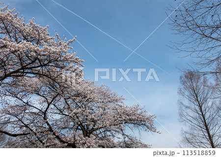 春の渋川市総合公園　桜と飛行機雲 113518859