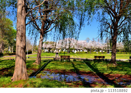 埼玉県営みさと公園のサクラの風景 113518892