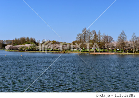 埼玉県営みさと公園のサクラの風景 113518895