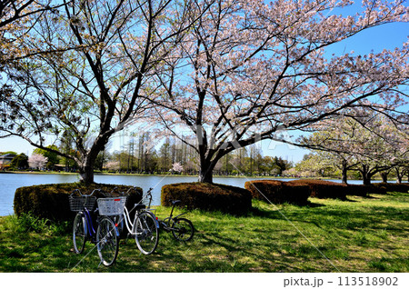 埼玉県営みさと公園のサクラの風景 113518902