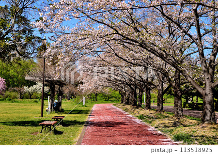 埼玉県営みさと公園のサクラの風景 113518925