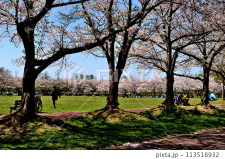 埼玉県営みさと公園のサクラの風景 113518932