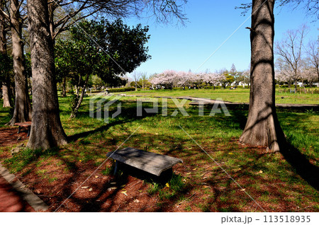 埼玉県営みさと公園のサクラの風景 113518935