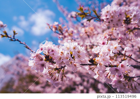 桜サクラ 桜サクラ 113519496