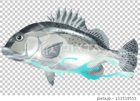 泳ぐコショウダイのイラスト 113519553