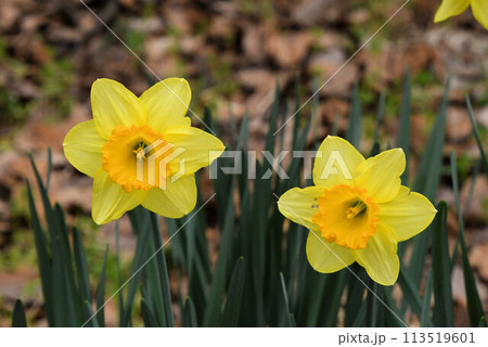 黄色の三枚の萼片と花弁に濃黄色の筒状の副花冠が綺麗なスイセンの花 黄色の三枚の萼片と花弁に濃黄色の筒状の副花冠が綺麗なスイセンの花 113519601