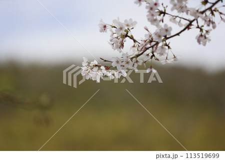 春の青空に映える満開の桜 113519699