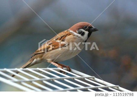 スズメ スズメ 113519798