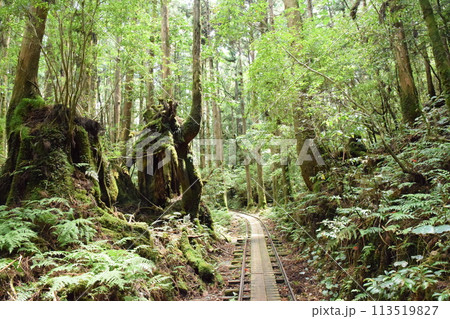 古の森をゆく、屋久島の軌跡 古の森をゆく、屋久島の軌跡 113519827