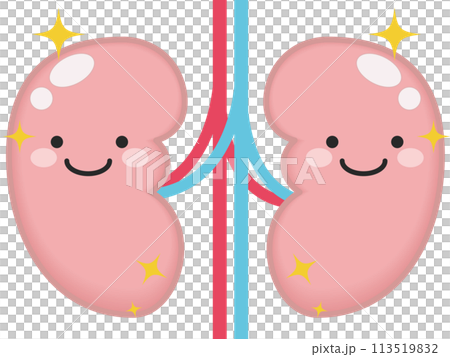健康な腎臓と腎臓のキャラクター 113519832