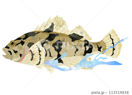 泳ぐタケノコメバルの海中イラスト 泳ぐタケノコメバルの海中イラスト 113519838