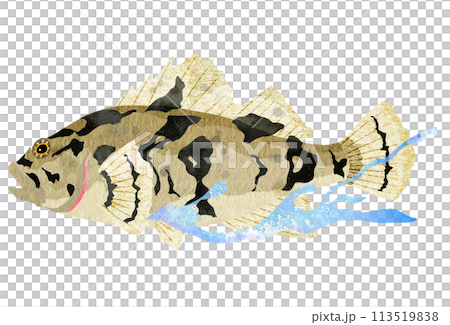 泳ぐタケノコメバルの海中イラスト 泳ぐタケノコメバルの海中イラスト 113519838