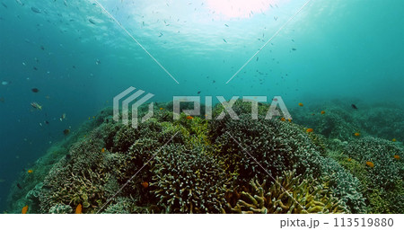Tropical fish and coral reef. Underwater world background. 113519880
