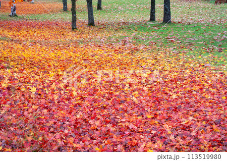 落ち葉の絨毯 113519980