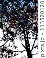 湘南桜 113520120
