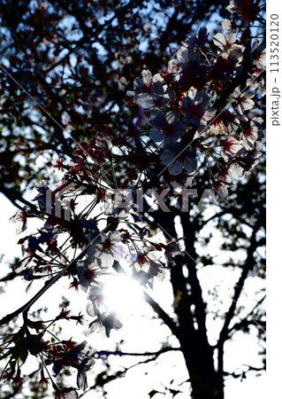 湘南桜 113520120