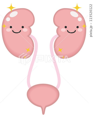 健康な泌尿器と腎臓のキャラクター 113520122