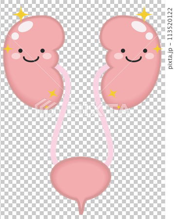 健康な泌尿器と腎臓のキャラクター 113520122