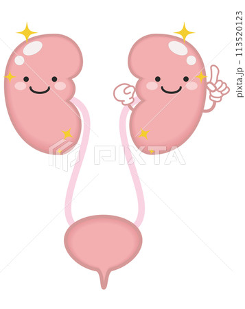 健康な泌尿器と腎臓のキャラクター 113520123