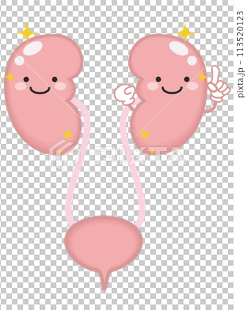 健康な泌尿器と腎臓のキャラクター 113520123