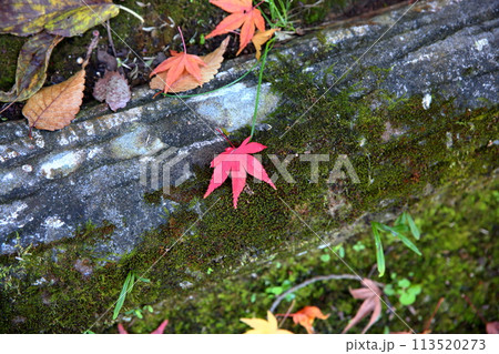 深まる秋　落葉 113520273