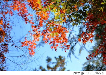 鮮やか　色づくイロハモミジの葉 113520274